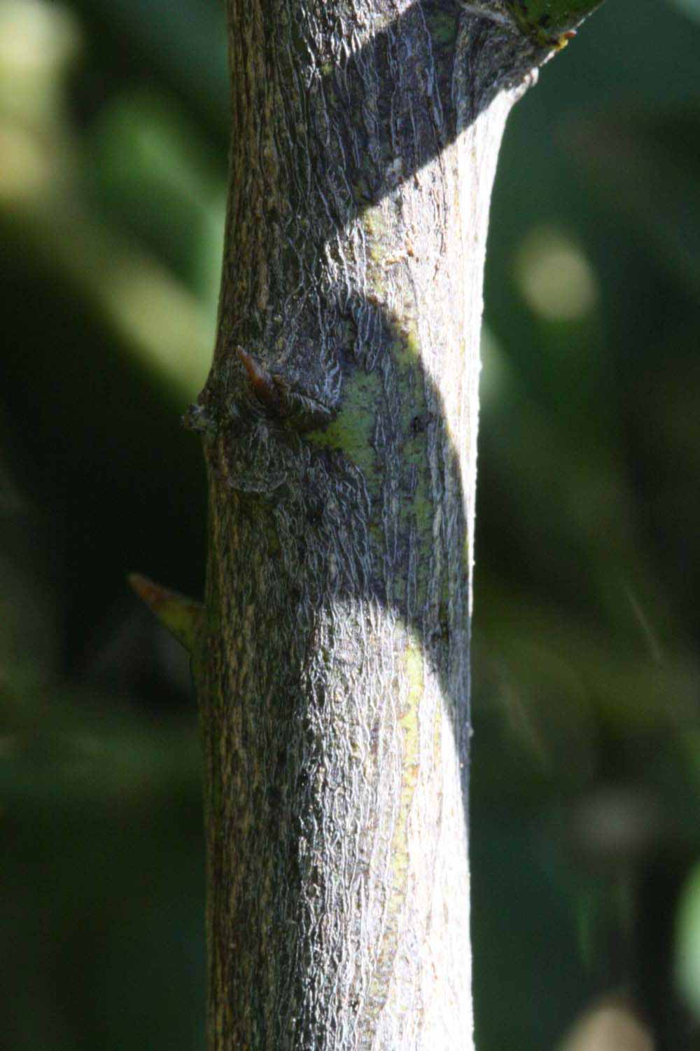              Second - third year twig (Riverside, CA)       